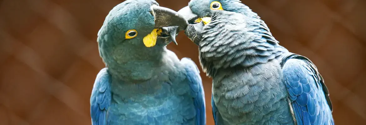 Ameaçada de extinção, mais uma arara-azul-de-lear nasce em São Paulo