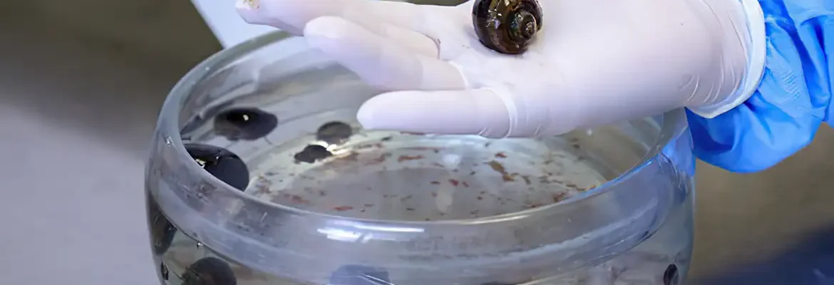 Verme que causa meningite é encontrado em moluscos de 26 cidades do RJ