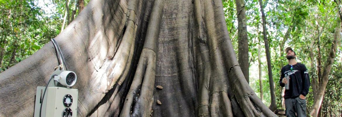 Tecnologias monitoram biodiversidade, árvores e ar da Amazônia