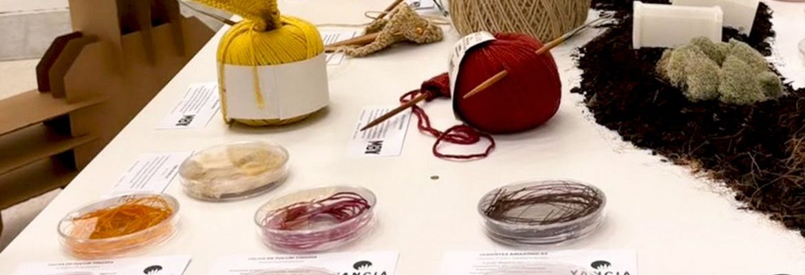 Bioeconomia amazônica: o desafio de gerar renda e conservar a floresta