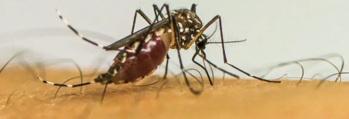 Dengue: São José do Rio Preto terá ajuda do Ministério da Saúde